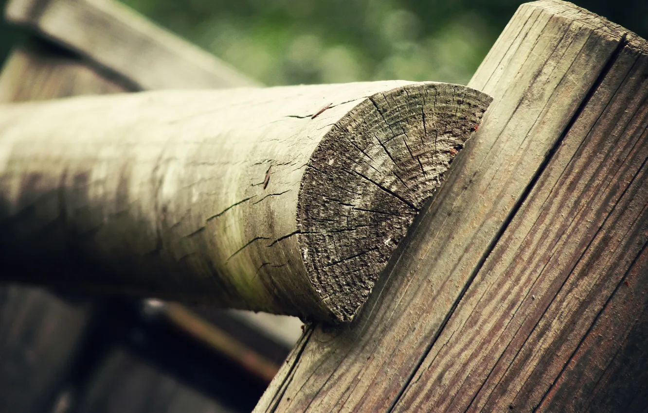Photo wallpaper macro, tree, stump, focus, stumps, log, wood, hemp