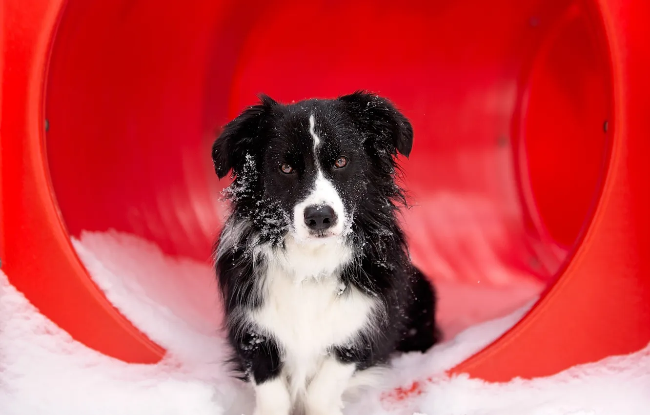 Photo wallpaper look, each, dog