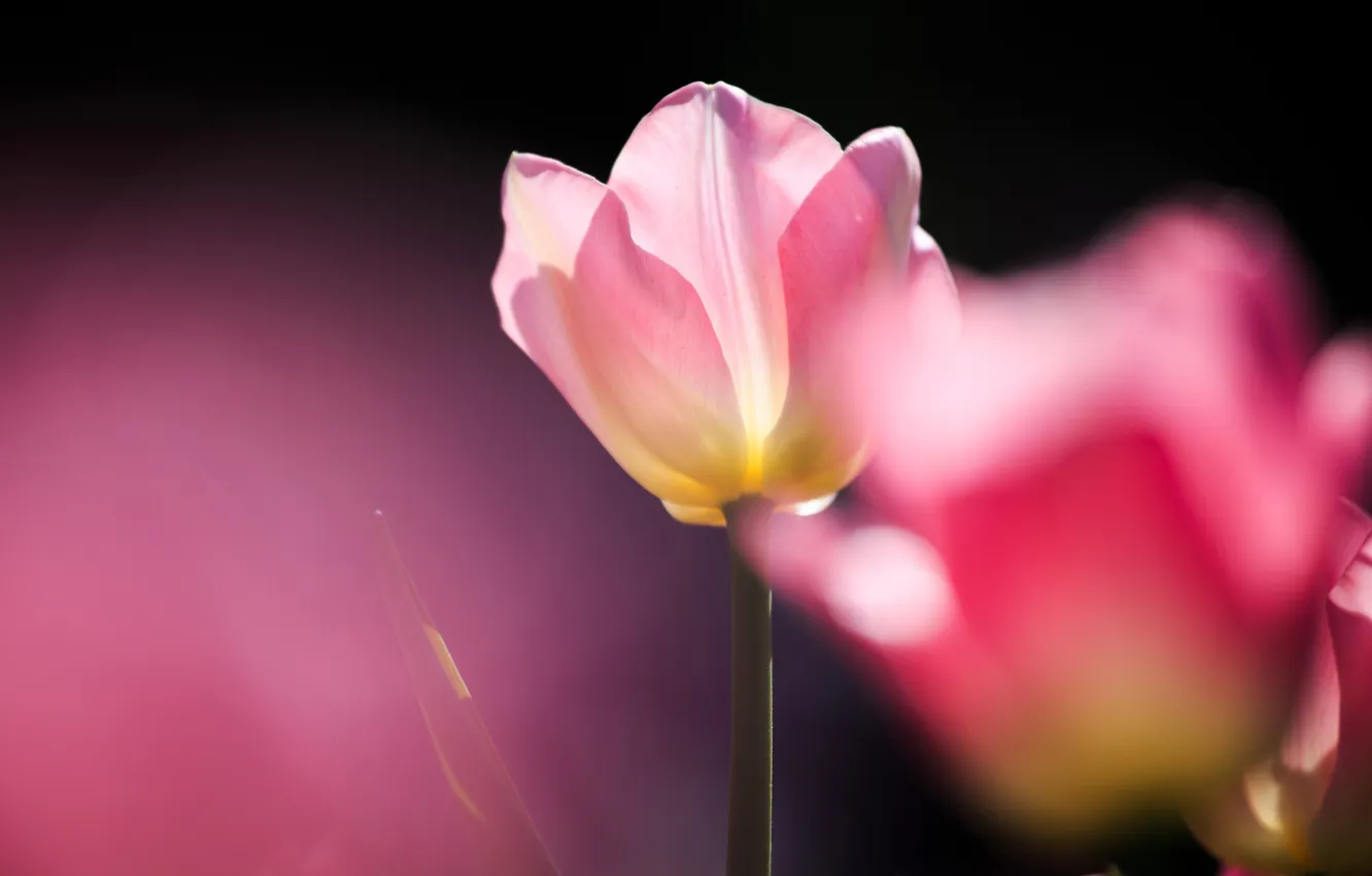 Photo wallpaper pink, Tulip, focus, Sunny