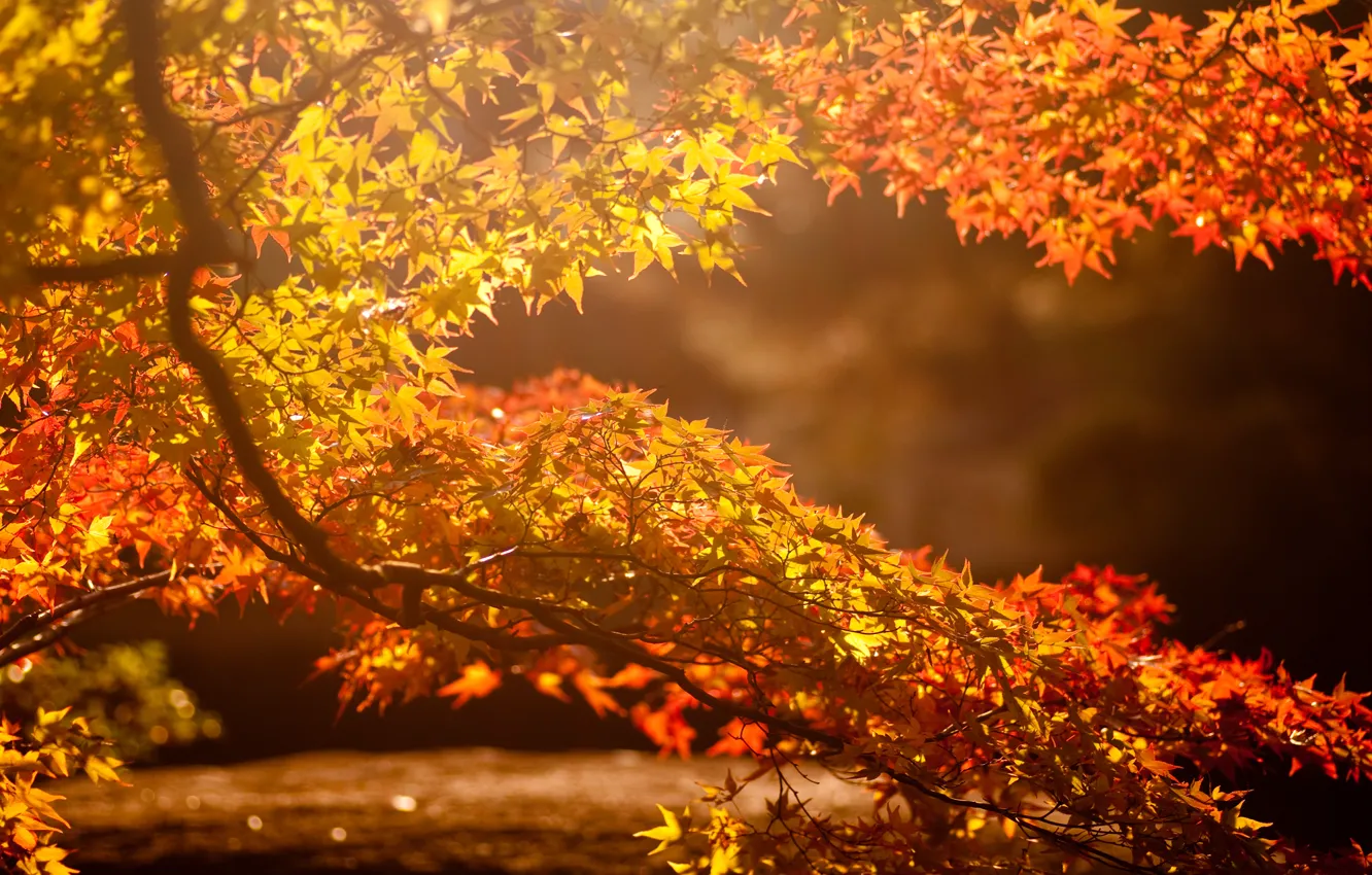 Photo wallpaper autumn, leaves, the sun, glare, background, tree, branch