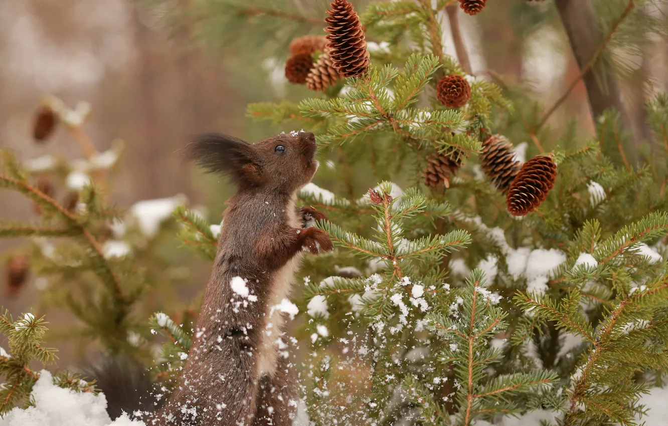 Photo wallpaper winter, snow, branches, nature, animal, spruce, protein, bumps