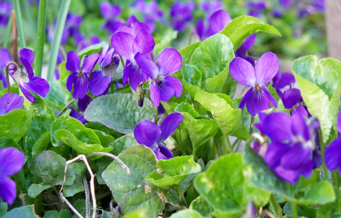 Photo wallpaper purple, leaves, flowers, spring, flowers, aroma, violet, forest