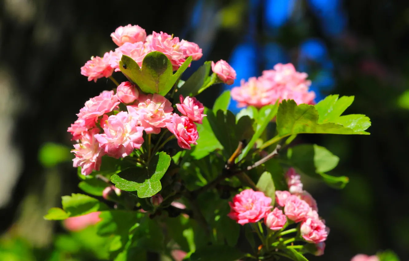 Photo wallpaper flower, pink, twig