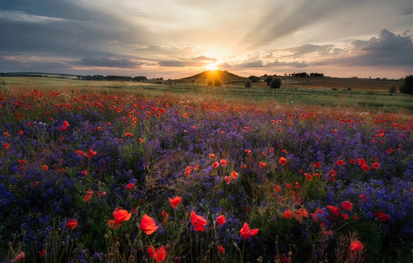 Photo wallpaper the sun, clouds, rays, flowers, mountains, red, Maki, dal