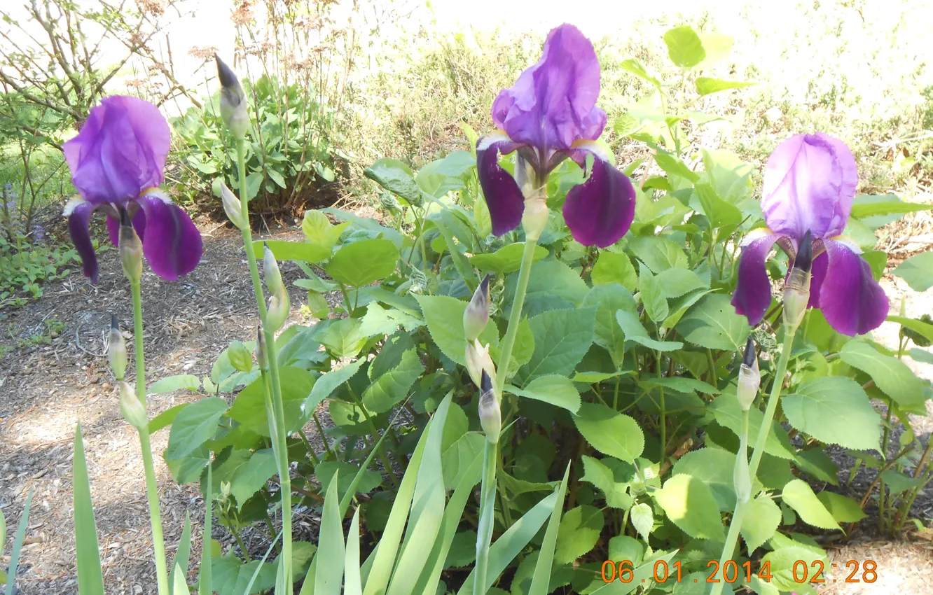 Photo wallpaper garden, purple, iris