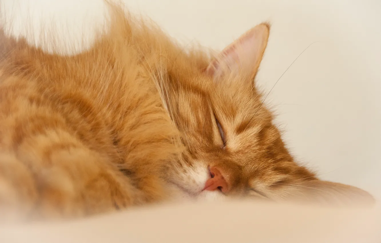 Photo wallpaper cat, stay, sleep, red