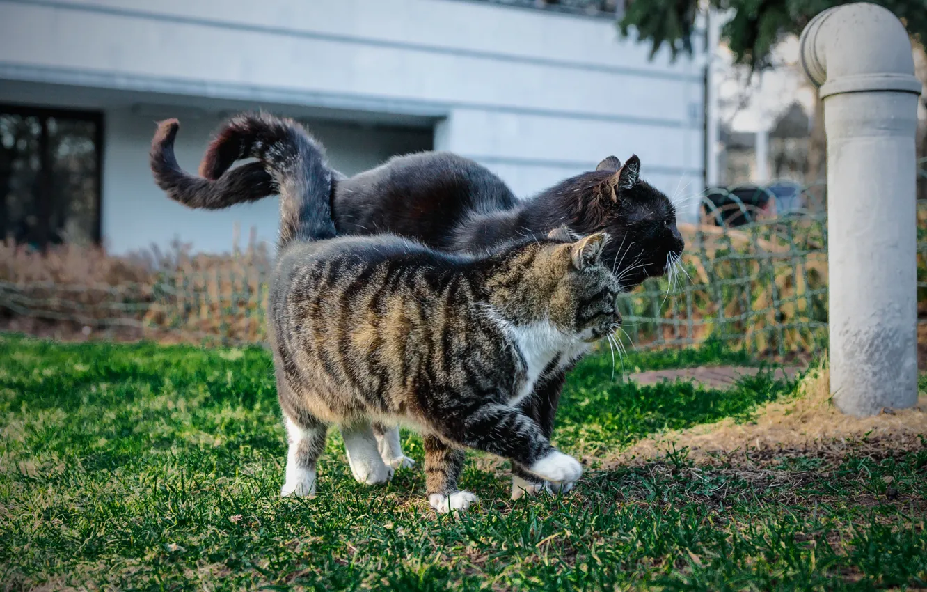 Photo wallpaper summer, Park, cat, sladkiyparen