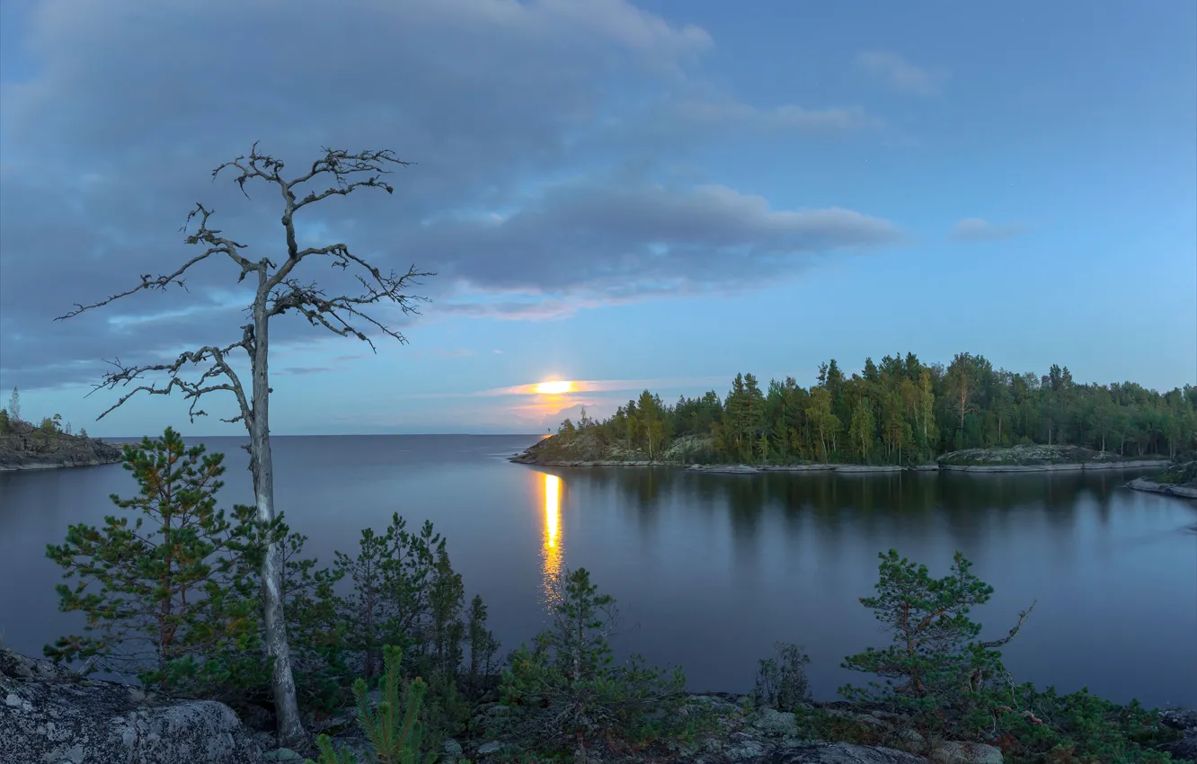 Photo wallpaper trees, lake, Russia, Lake Ladoga, Karelia, Ladoga, white night