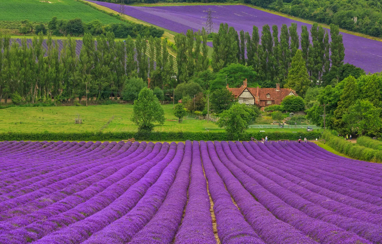 Photo wallpaper greens, field, summer, trees, flowers, slope, village, contrast