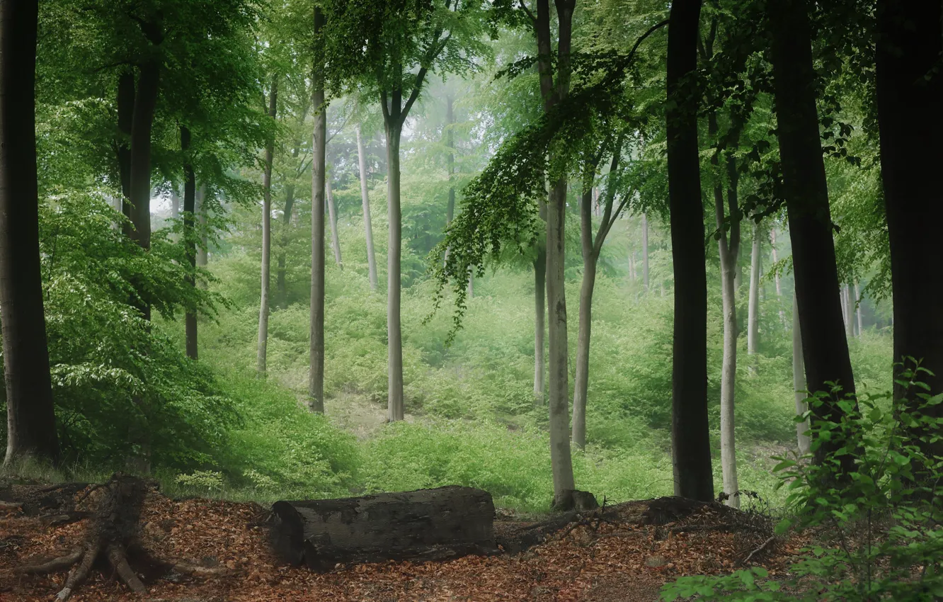 Photo wallpaper forest, summer, trees, branches, fog, trunks, foliage, stump