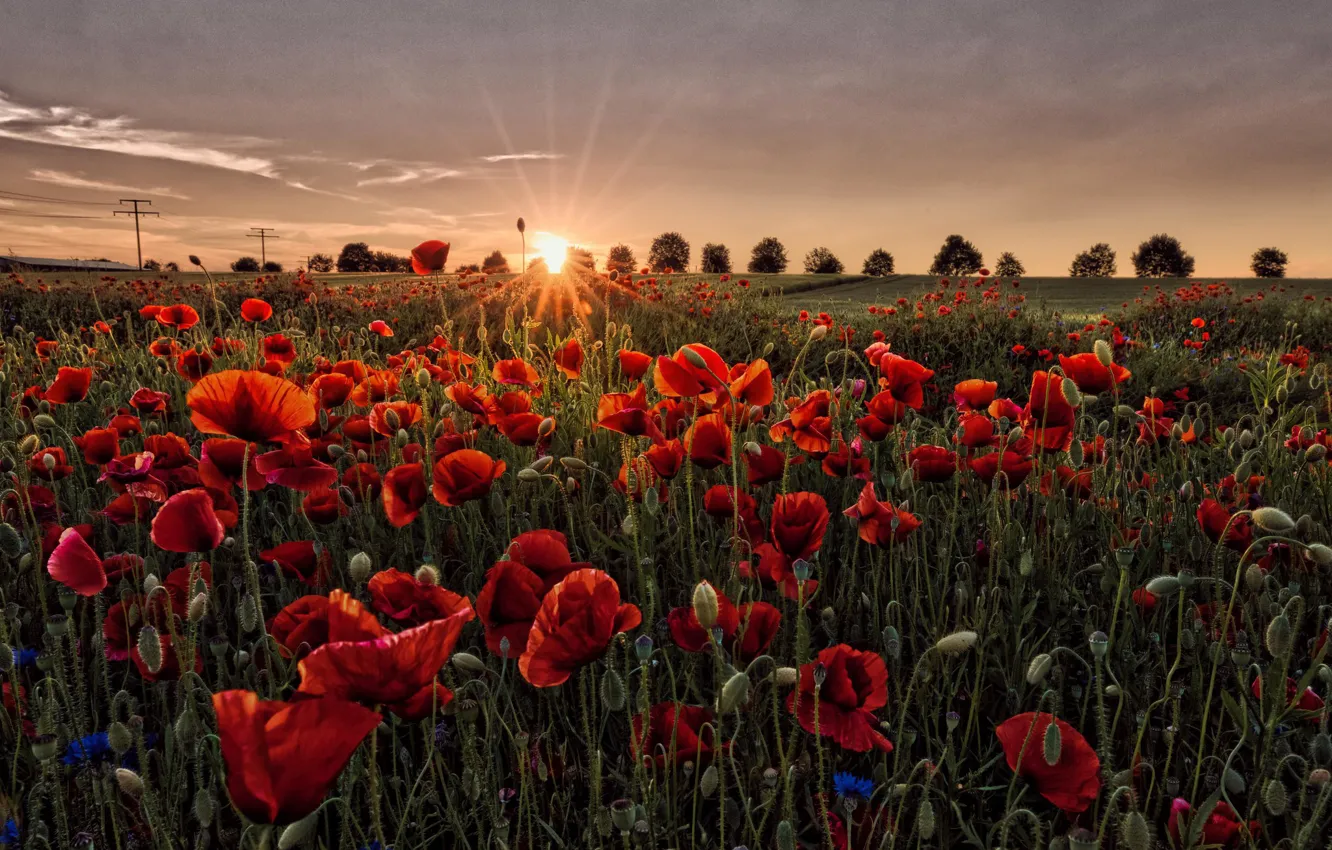 Photo wallpaper field, summer, the sun, sunset, flowers, Maki, red, poppy field