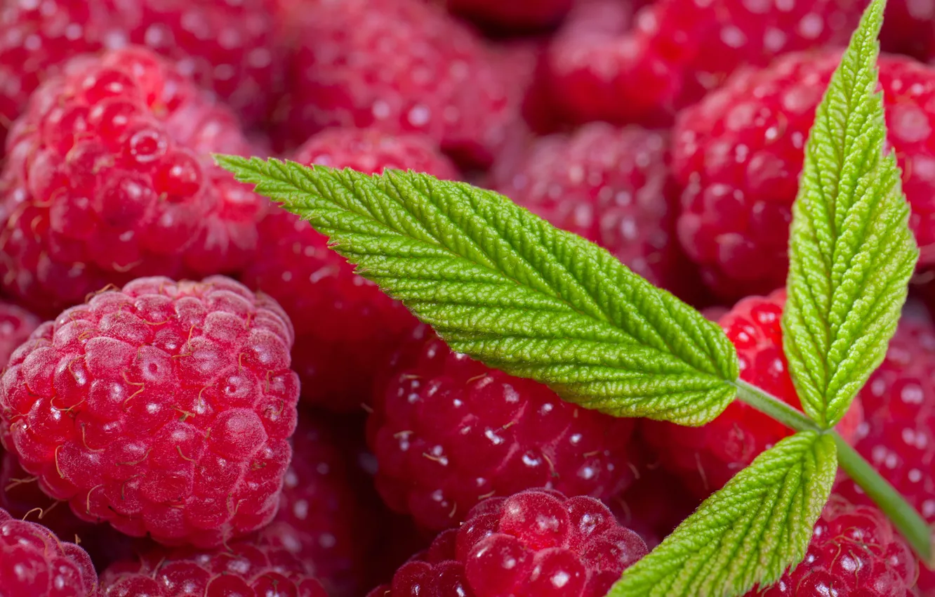 Photo wallpaper summer, leaves, macro, berries, raspberry, leaf