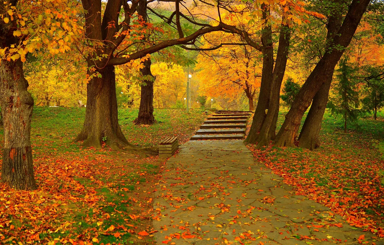 Photo wallpaper autumn, Park, foliage, colors, track, park, autumn, leaves