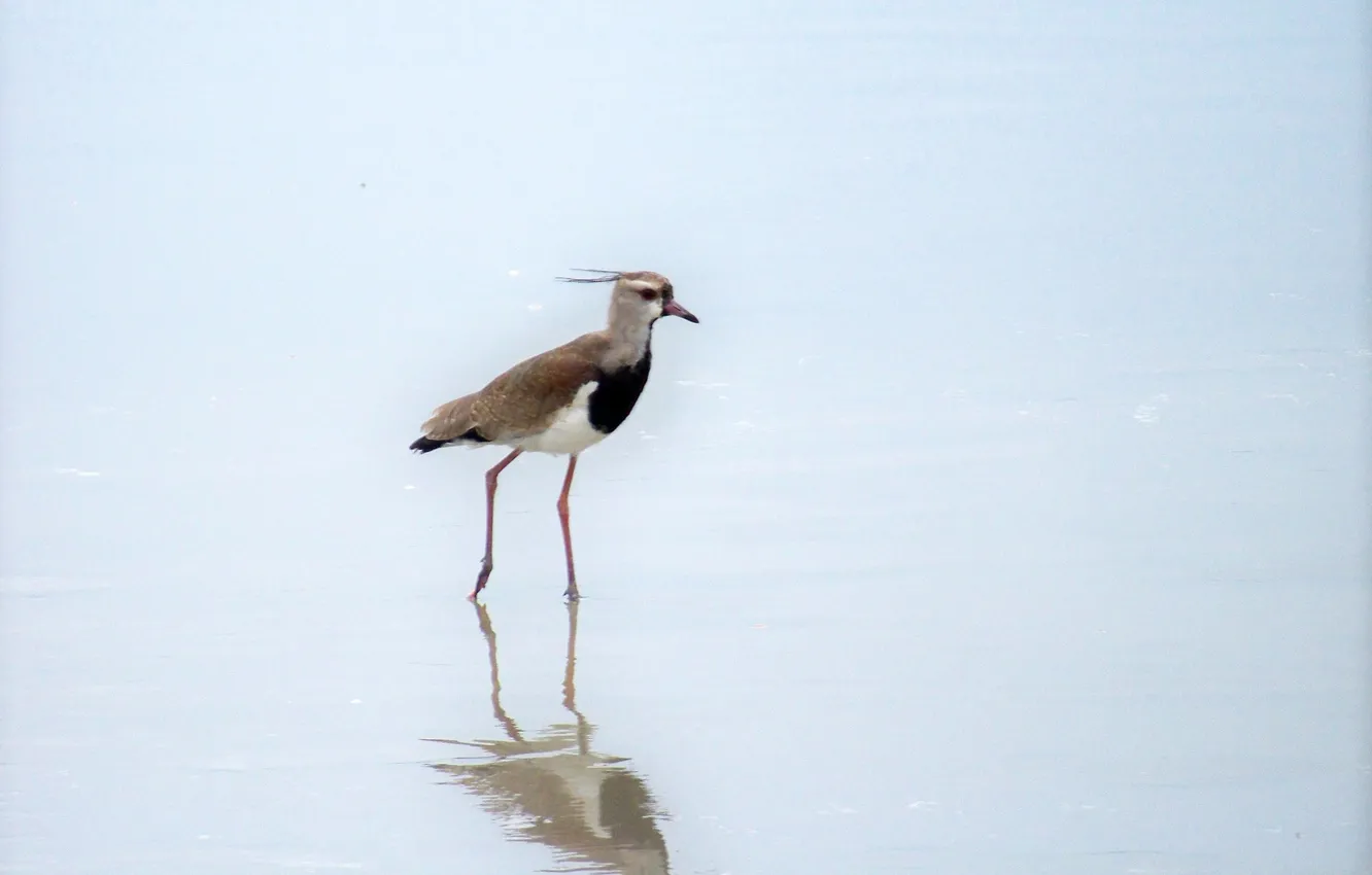 Photo wallpaper Brazil, Ubatuba, Quero-Quero or Southern Lapwing (Vanellus chilensi