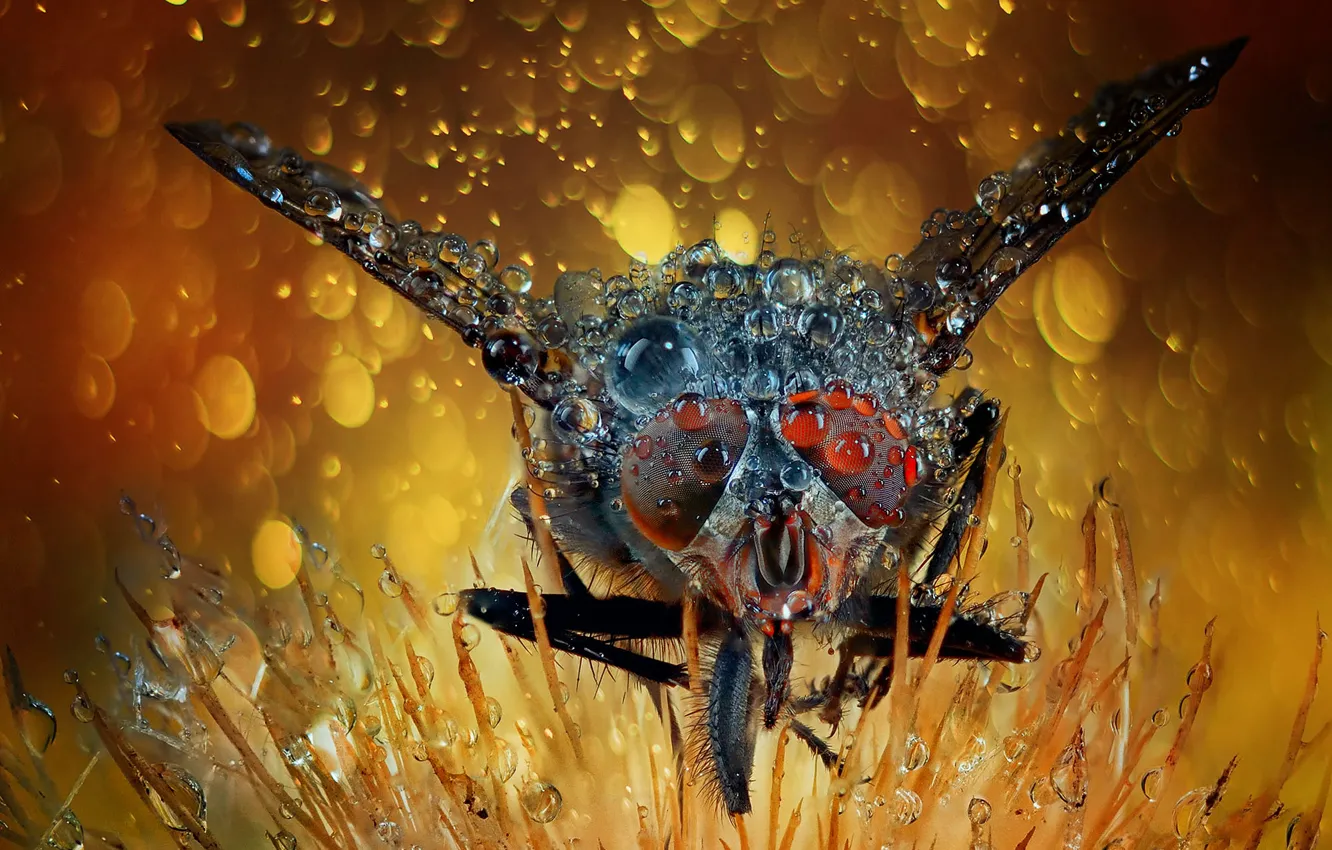 Photo wallpaper drops, flowers, fly, rain, plant, the grasshopper