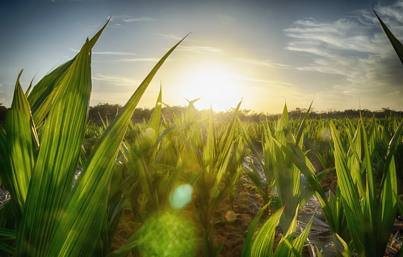 Photo wallpaper the sun, light, glare, rosteniya, plantation