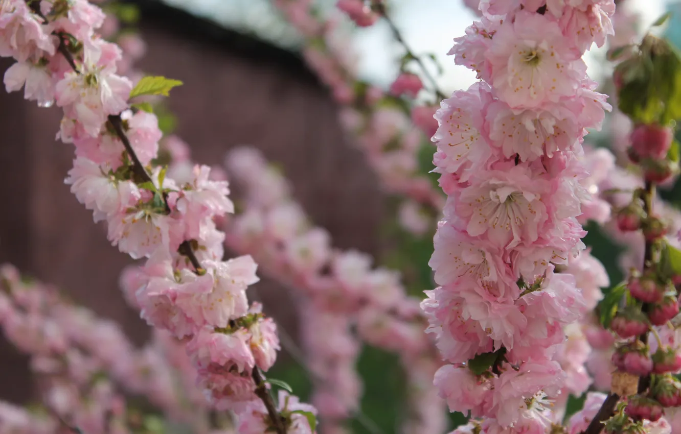 Photo wallpaper nature, Sakura, Veydelevka