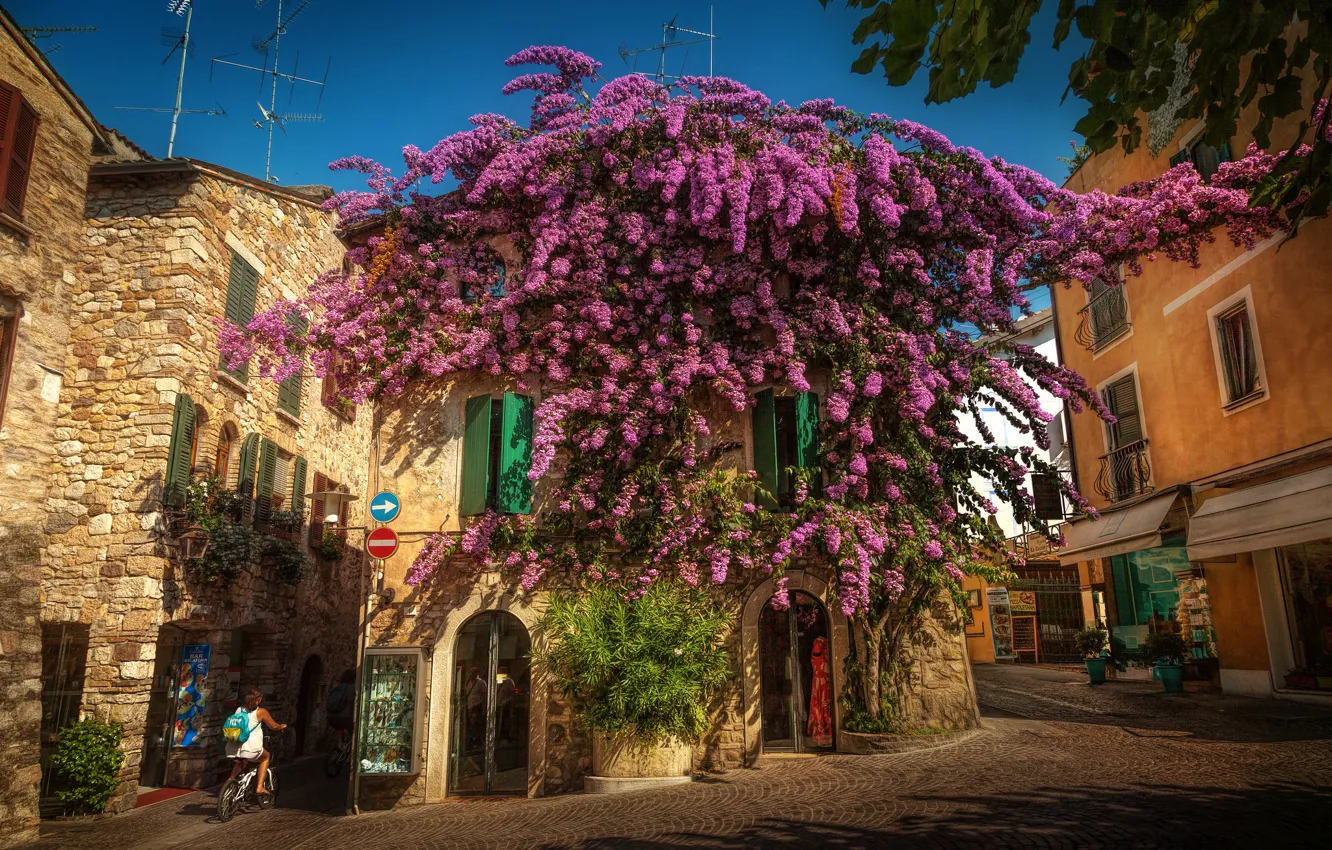 Photo wallpaper tree, home, Italy, Italy, flowering, street, Lombardy, Lombardy