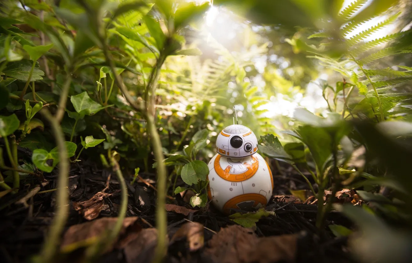 Photo wallpaper kawaii, Star Wars, forest, robot, jungle, cute, vegetation, drone
