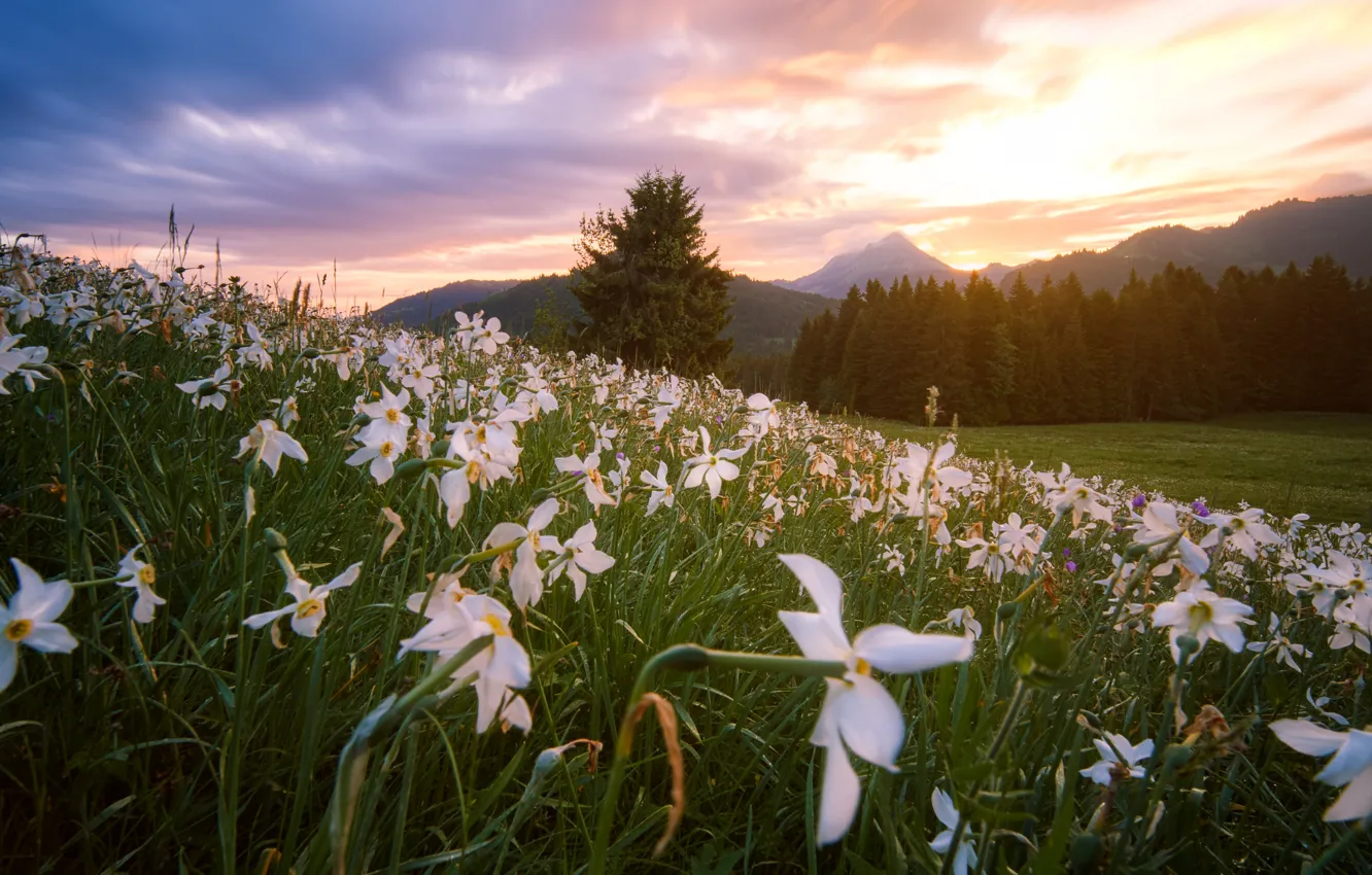 Photo wallpaper FOREST, HILLS, GRASS, MOUNTAINS, TOPS, GREENS, FLOWERS, DAFFODILS