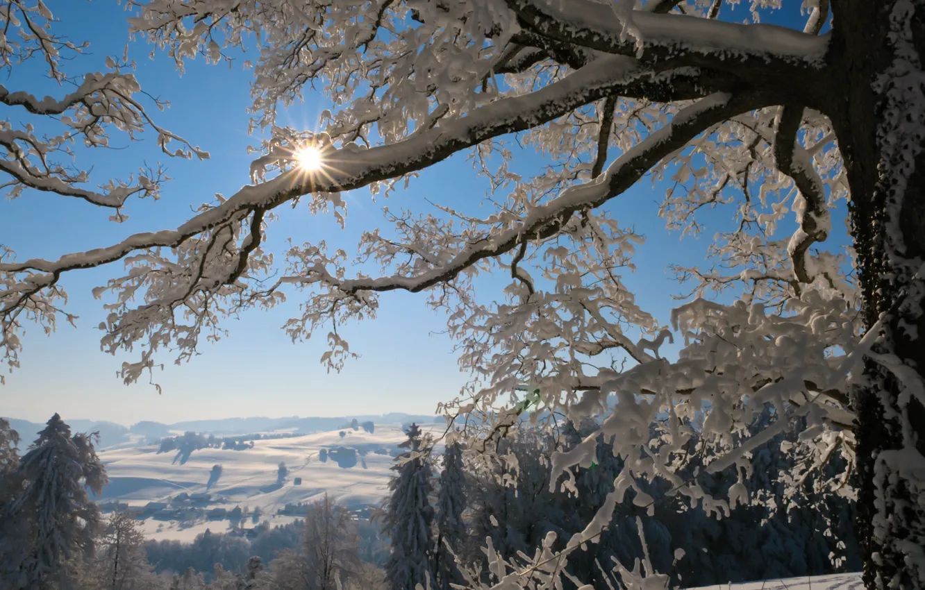 Photo wallpaper winter, frost, forest, the sun, light, snow, trees, landscape