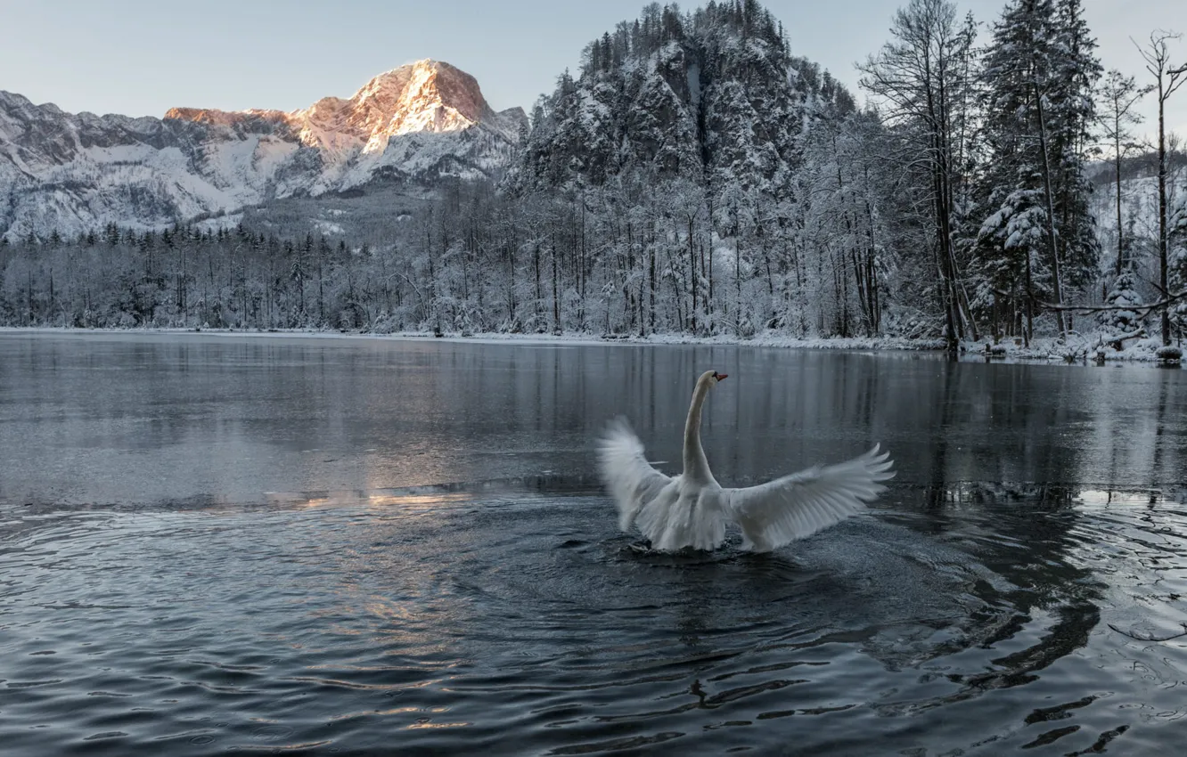 Photo wallpaper winter, frost, forest, white, snow, trees, mountains, nature