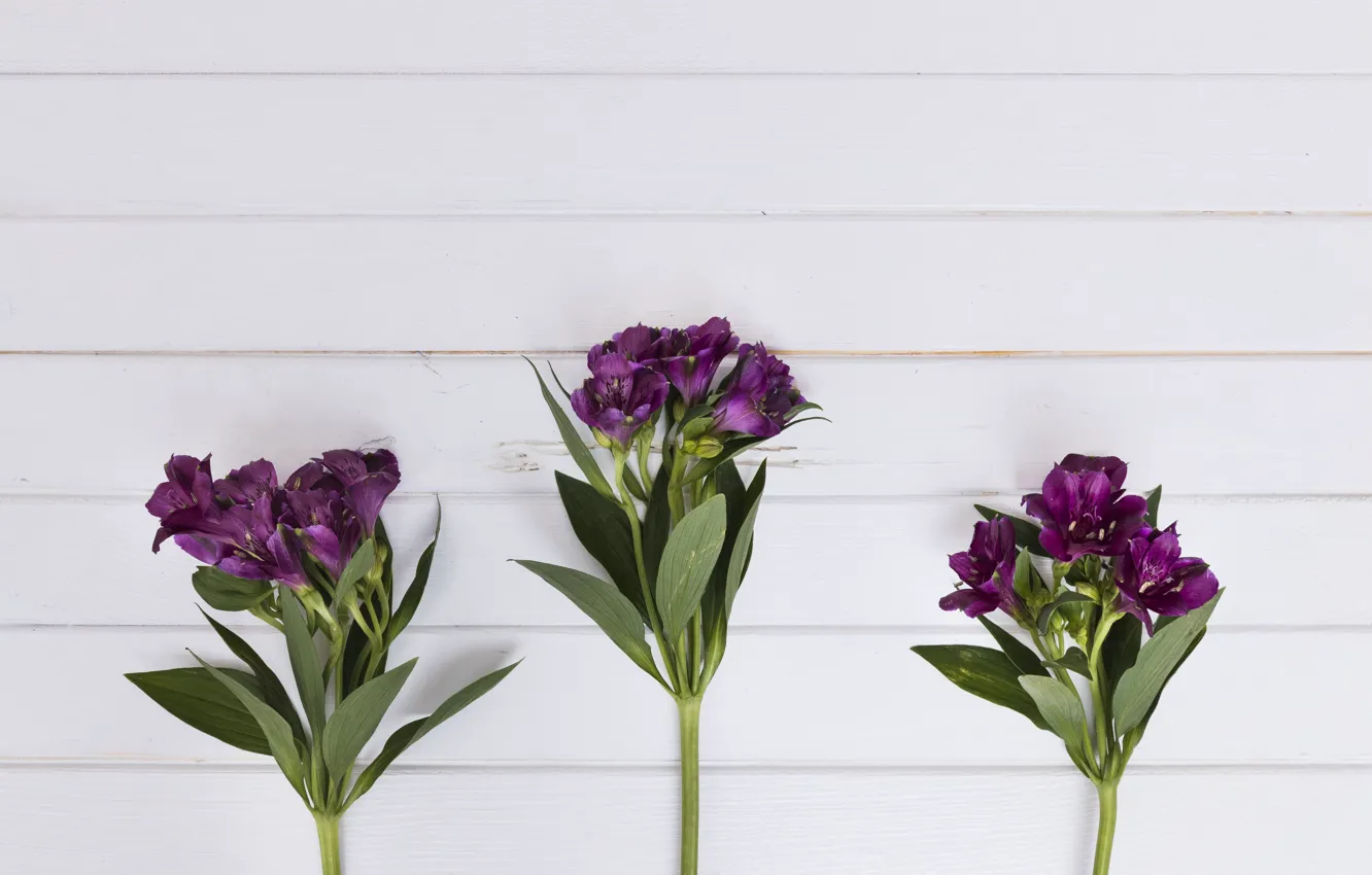 Photo wallpaper Flowers, Background, Purple, Alstroemeria