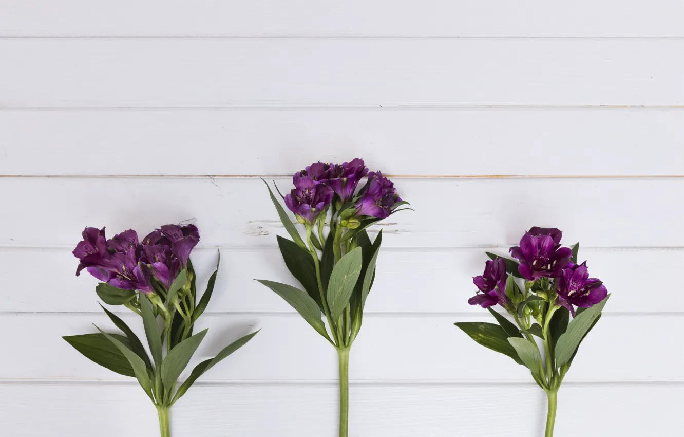 Photo wallpaper purple, background, flowers, Alstroemeria