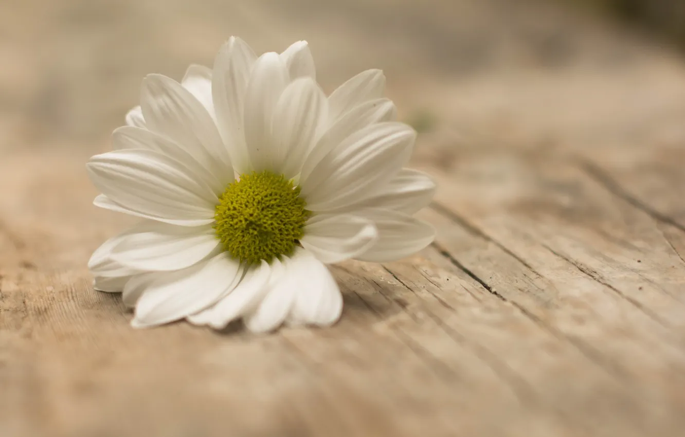 Photo wallpaper flower, macro, Daisy