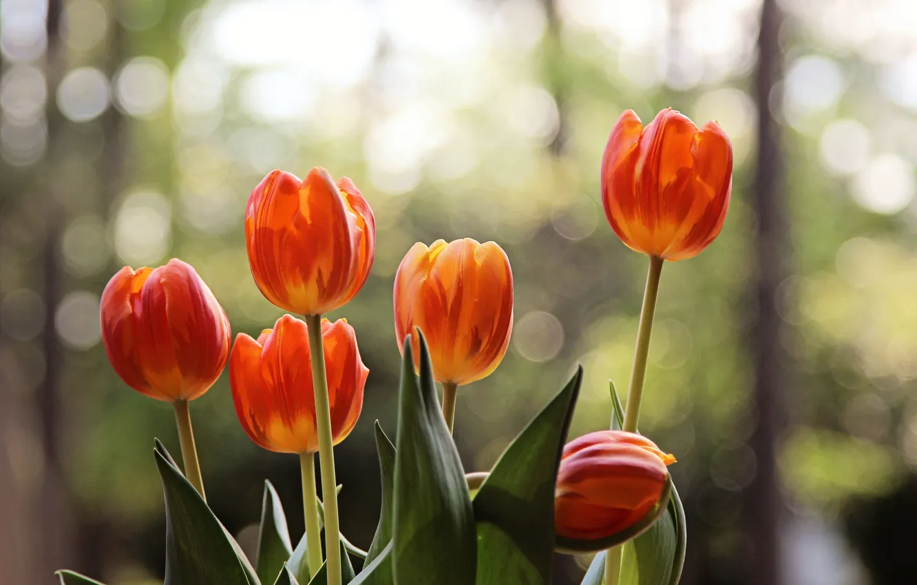 Photo wallpaper flowers, petals, tulips, bokeh