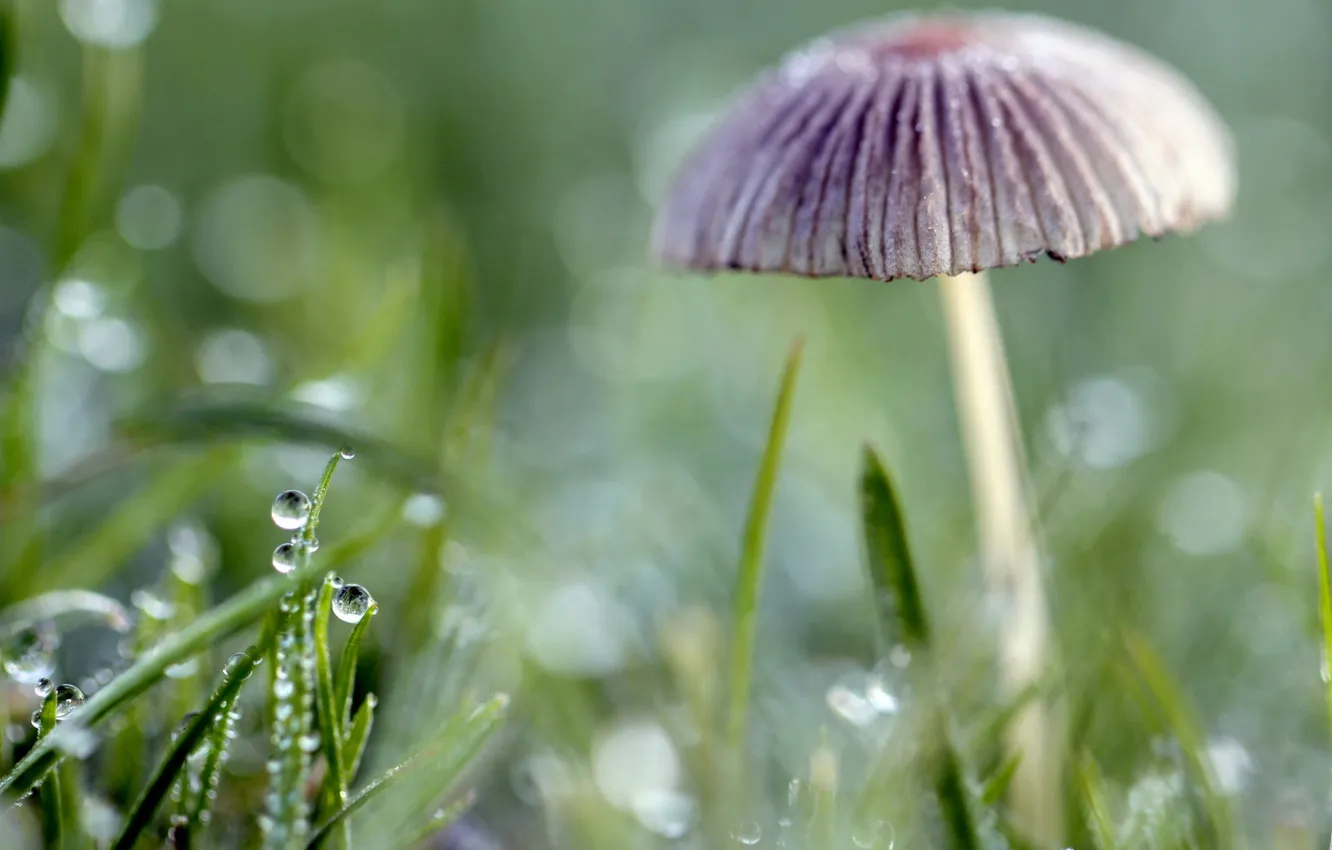 Photo wallpaper grass, drops, nature, mushrooms
