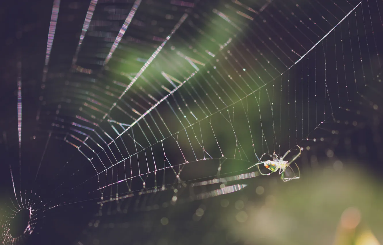 Photo wallpaper legs, web, spider