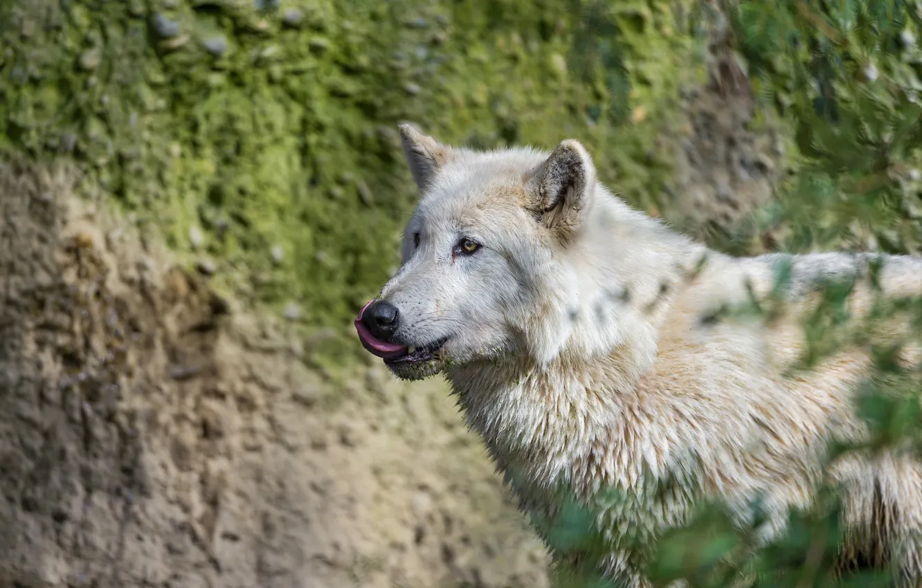 Photo wallpaper wolf, predator, medic