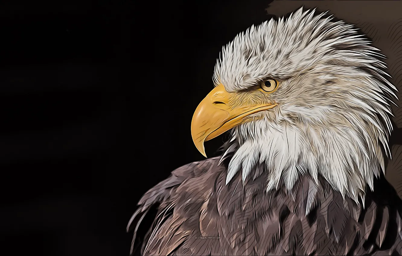 Photo wallpaper Predator, bald eagle, vector art, creative art, vector drawing, bald eagle art, bald eagle drawing