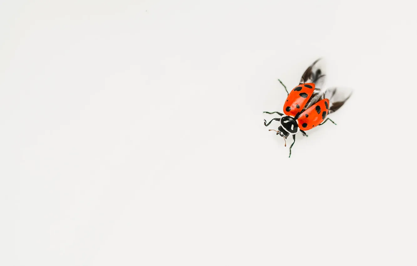 Photo wallpaper ladybug, beetle, white background, insect