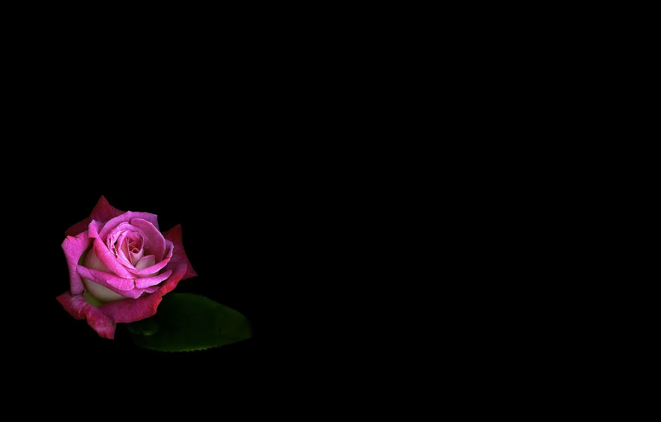 Photo wallpaper flower, light, sheet, rose, petals, twilight