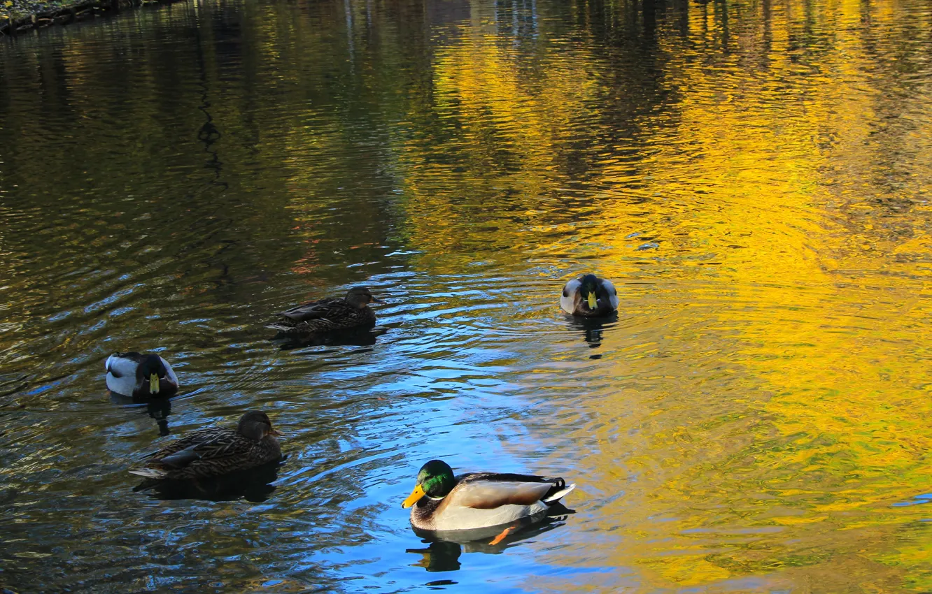 Photo wallpaper water, lake, duck