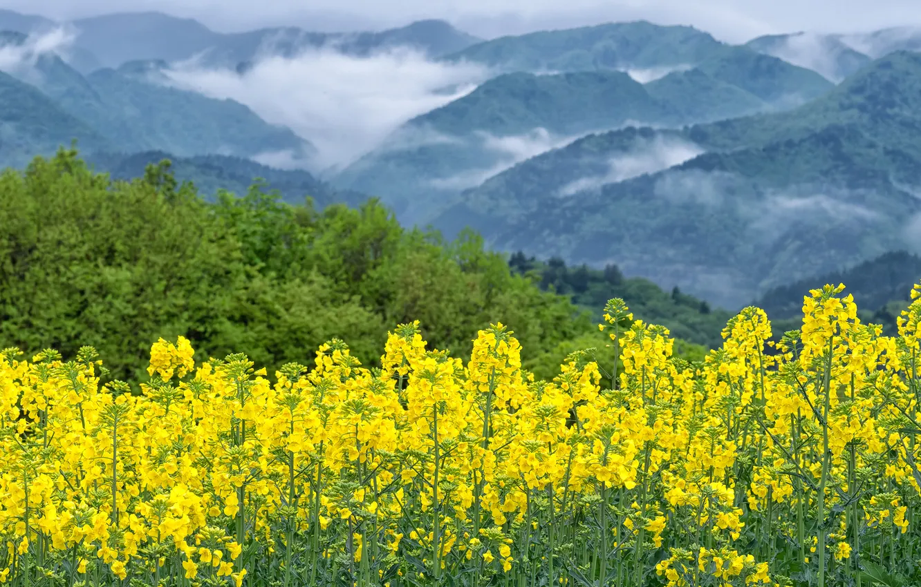 Photo wallpaper field, forest, flowers, mountains, yellow, fog, hills, dal