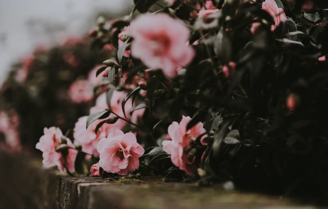 Photo wallpaper flowers, bokeh, Camellia