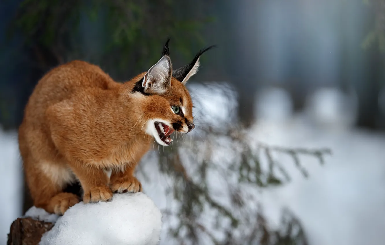 Photo wallpaper blurred background, in the snow, Caracal