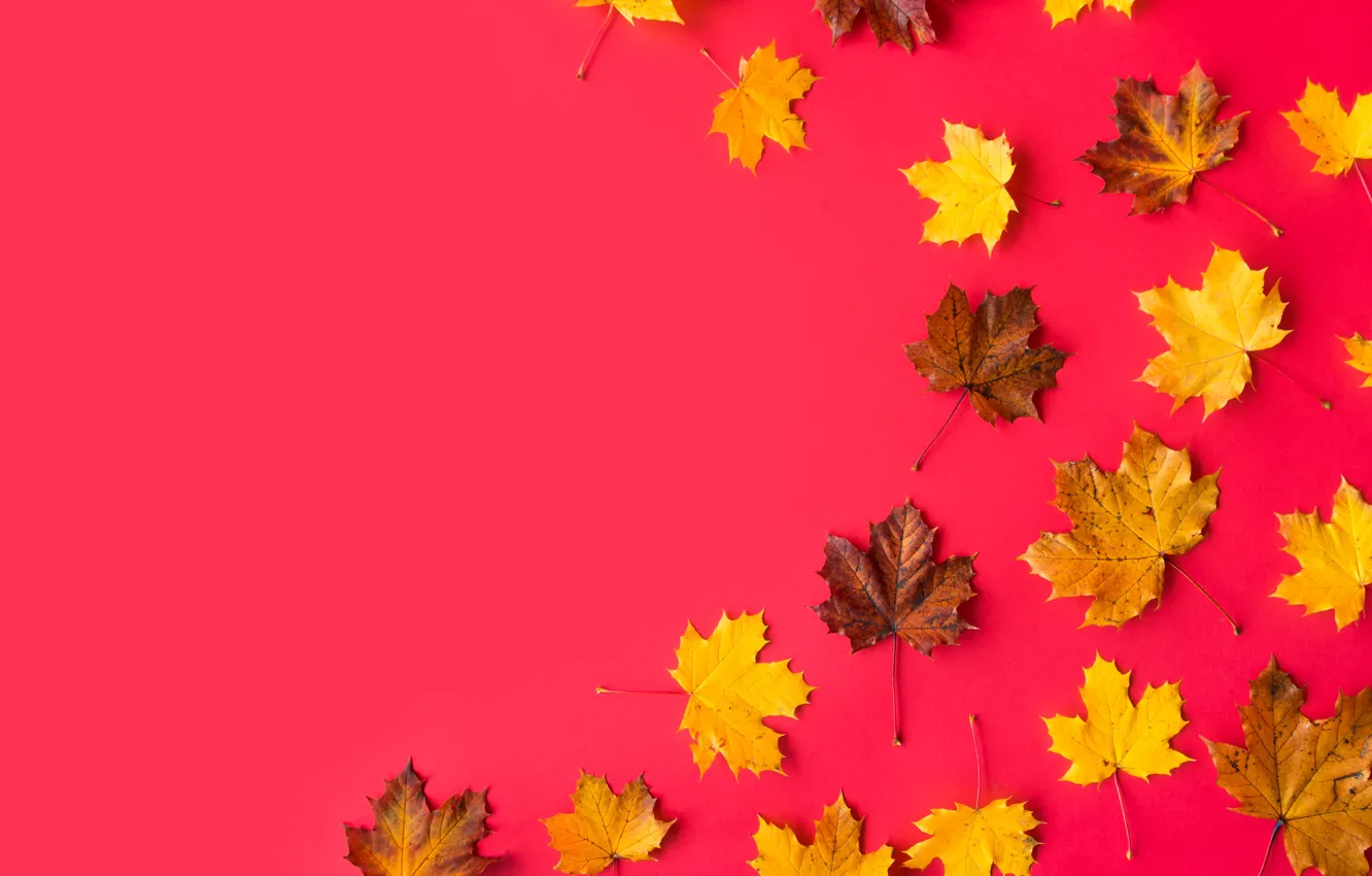 Photo wallpaper leaves, background, maple