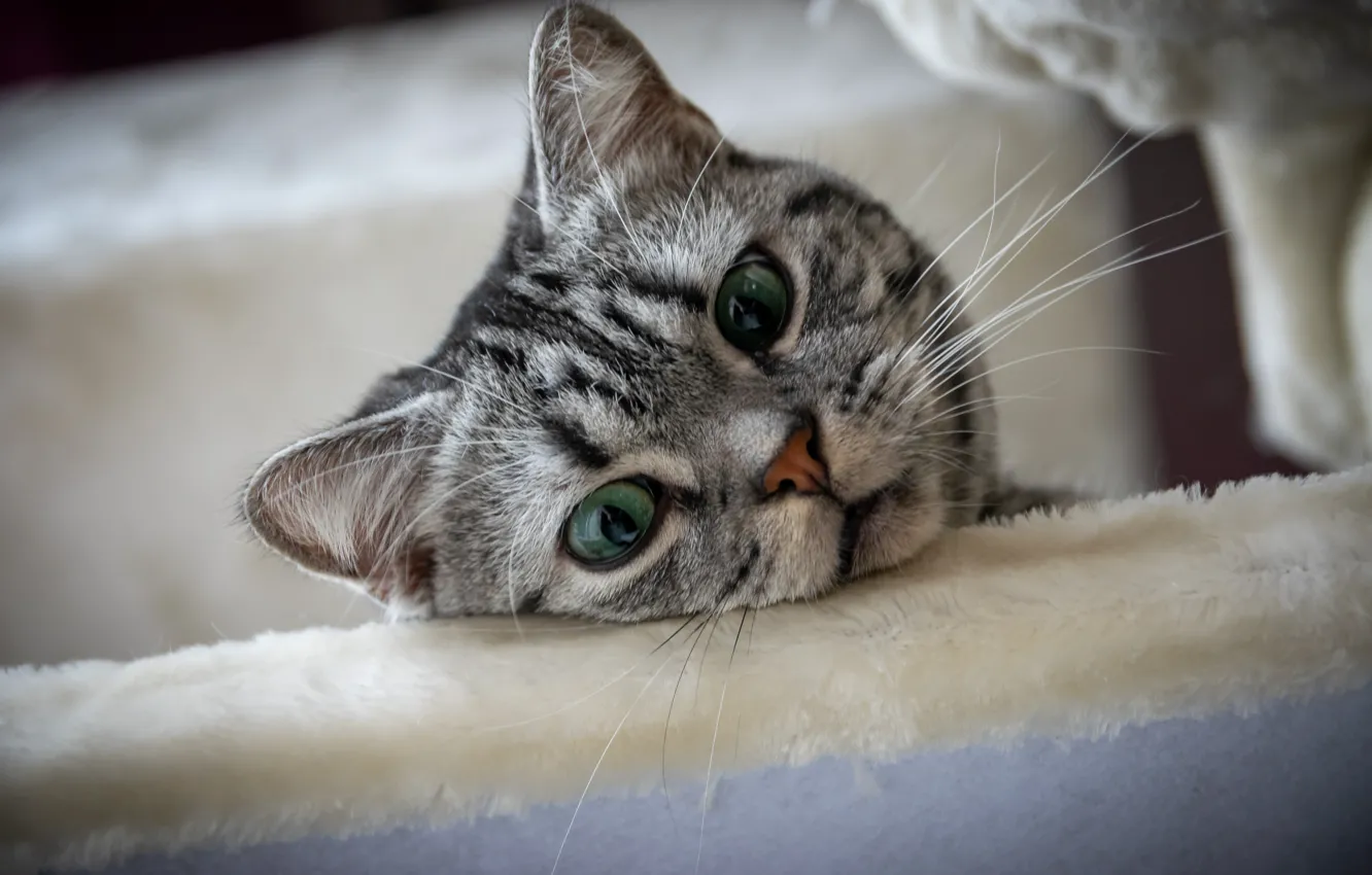 Photo wallpaper cat, eyes, cat, mustache, look, face, closeup, British Shorthair