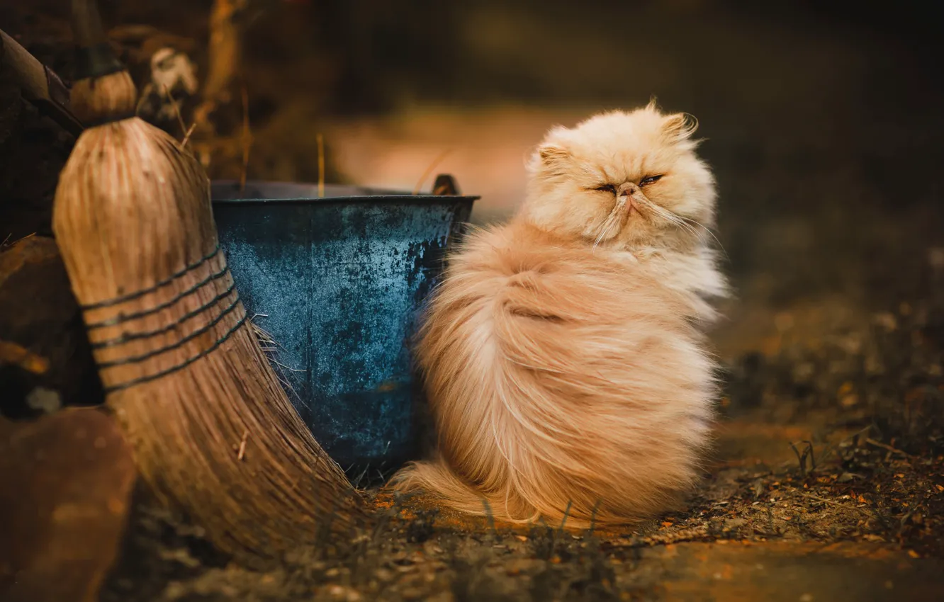 Photo wallpaper cat, street, fluffy, bucket, broom