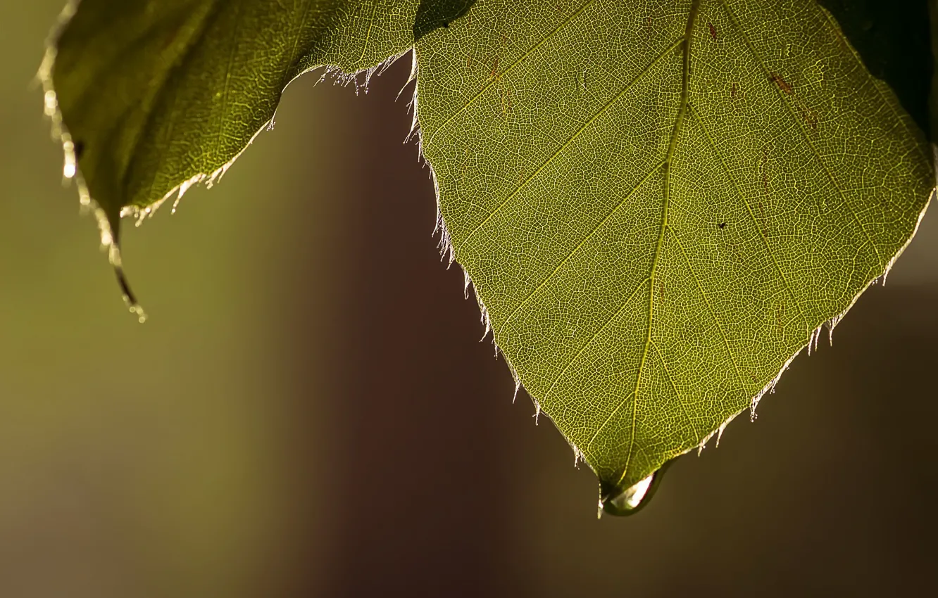 Photo wallpaper leaves, nature, drop