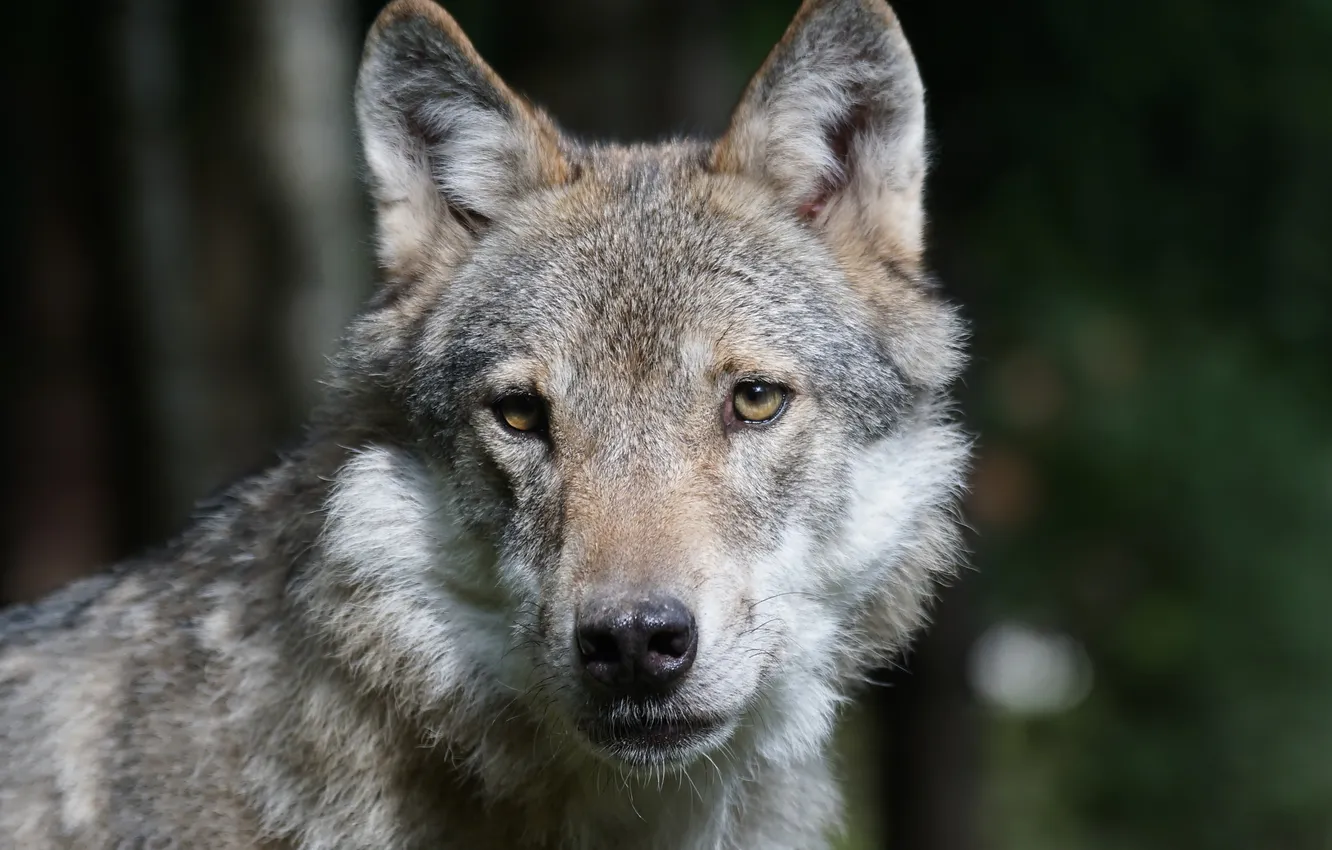 Photo wallpaper Predator, nature, snow, face, animal, wolf, canis lupus, wildlife