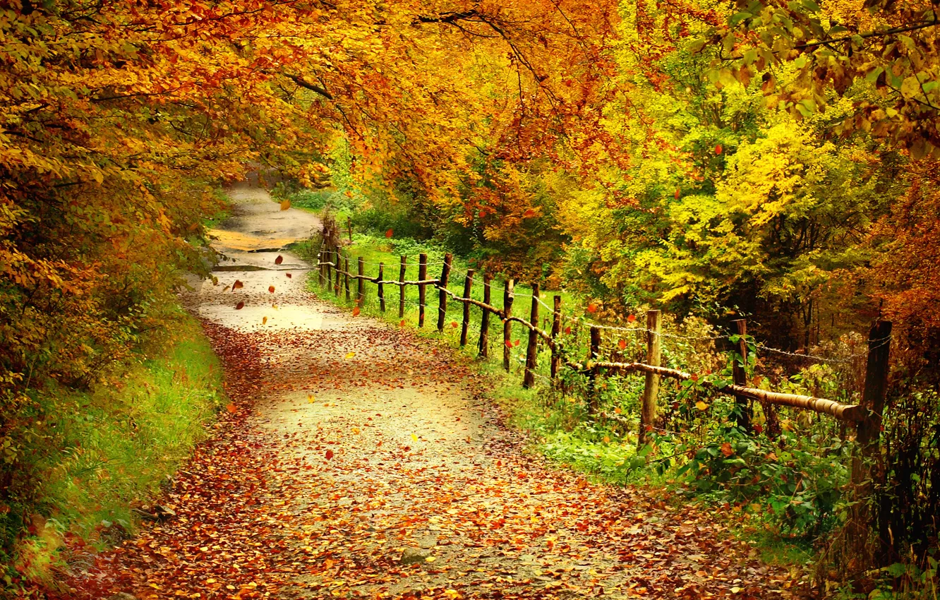 Photo wallpaper road, autumn, leaves, trees, landscape