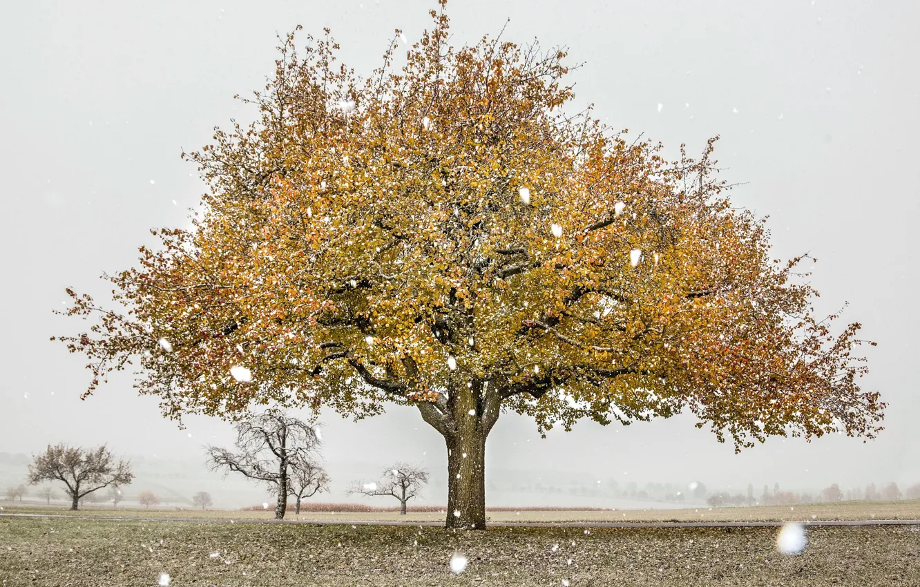 Photo wallpaper field, autumn, snow, trees