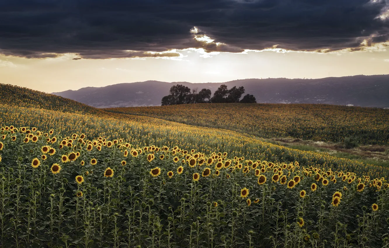 Photo wallpaper field, summer, sunflowers