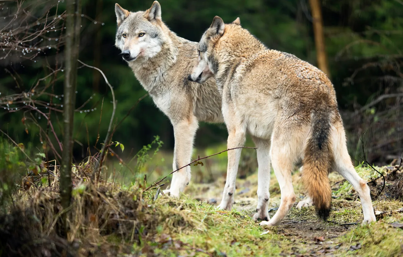 Photo wallpaper Predator, wolf, portrait, portrait., Canis lupus. face