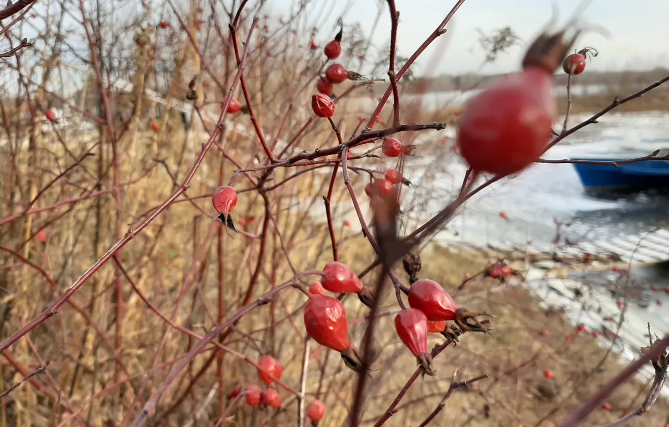 Photo wallpaper nature, briar, Plants